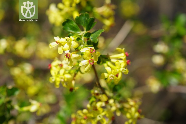 香茶藨子(ribes odoratum) (2).jpg 相鄰時間拍攝的照片 張