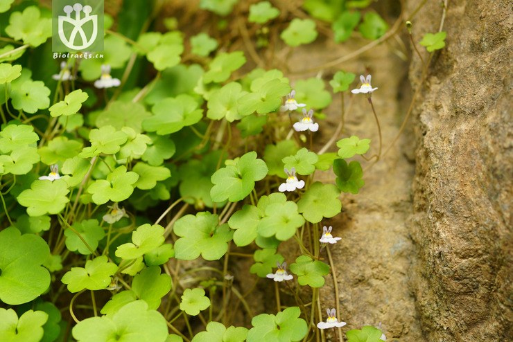 蔓柳穿鱼cymbalaria muralisg. gaertn., b. mey. et schreb. (2).