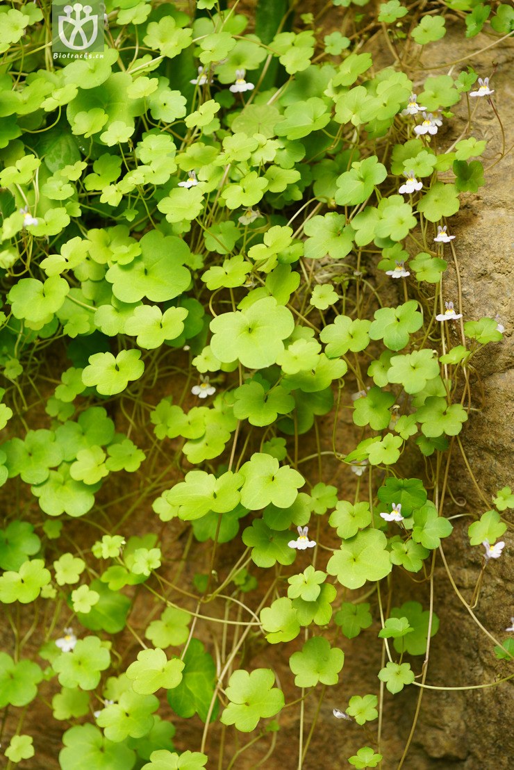 图片信息-kingdonia-植物云数据