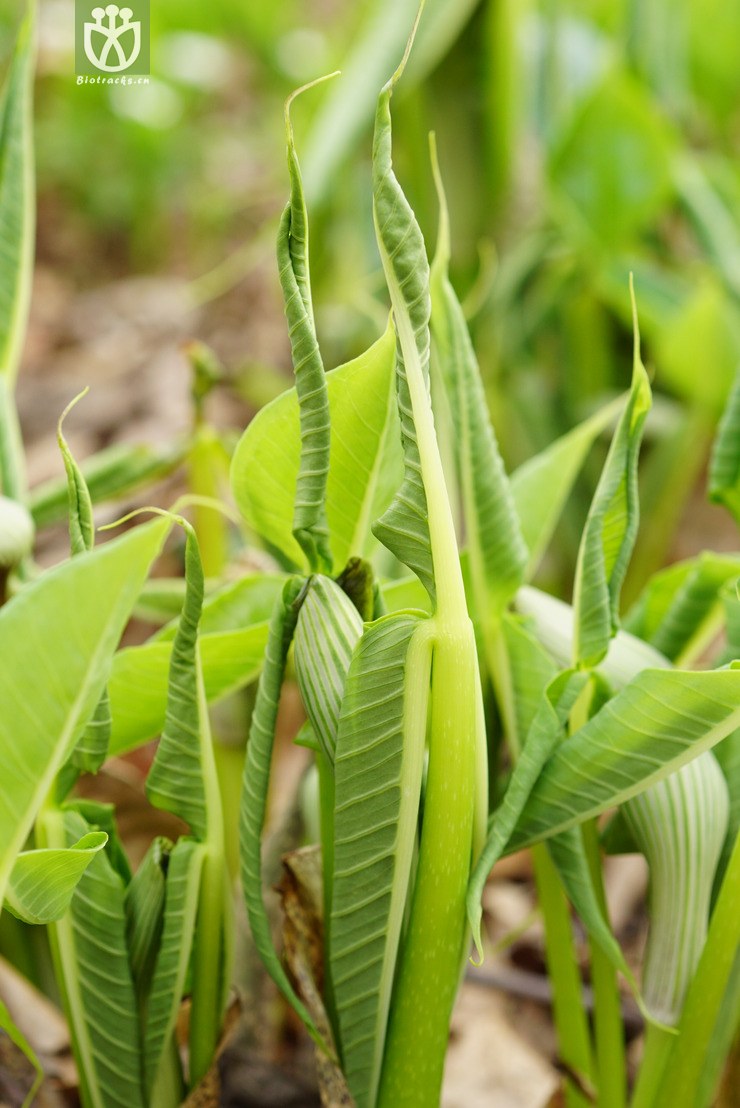 图片信息-kingdonia-植物云数据