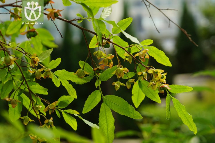 鼠眼木ochna serrulatawalp. (6).jpg 相邻时间拍摄的照片     张