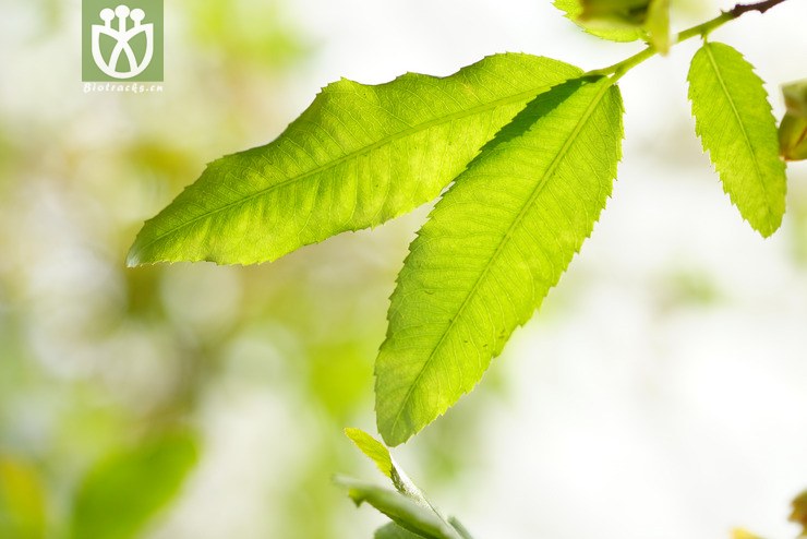 鼠眼木ochna serrulatawalp. (3).jpg 相邻时间拍摄的照片     张