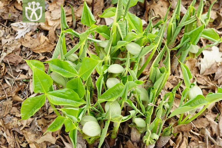 图片信息-kingdonia-植物云数据