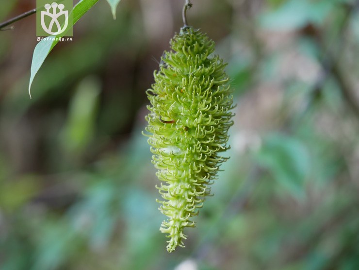 图片信息-kingdonia-植物云数据