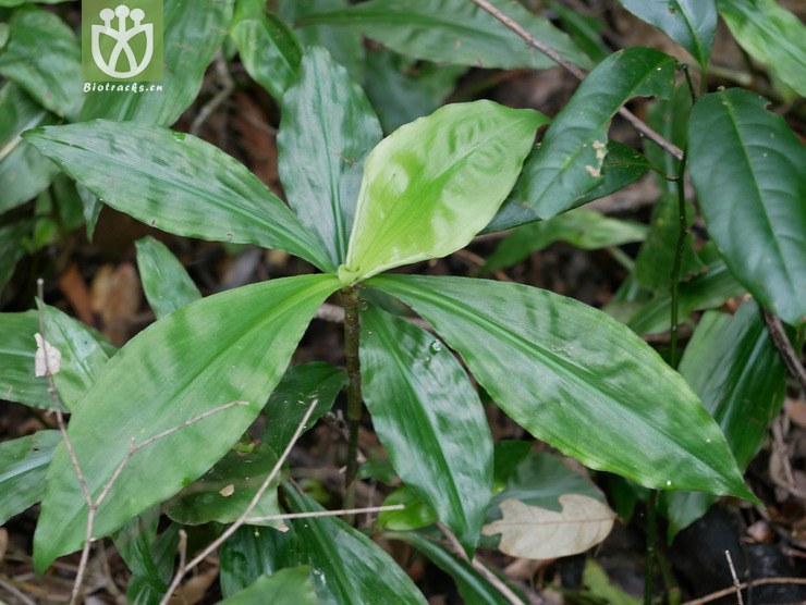 穿鞘花(amischotolype hispida) (2).jpg 相邻时间拍摄的照片      张