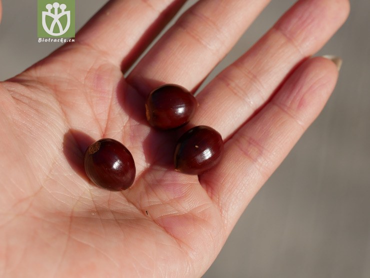 黧蒴锥(castanopsis fissa) (3).jpg 相邻时间拍摄的照片      张