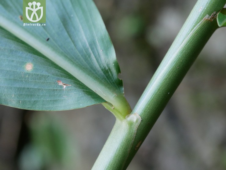 图片信息-kingdonia-植物云数据