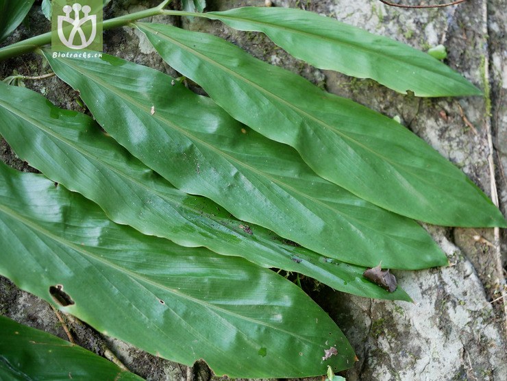 图片信息-kingdonia-植物云数据