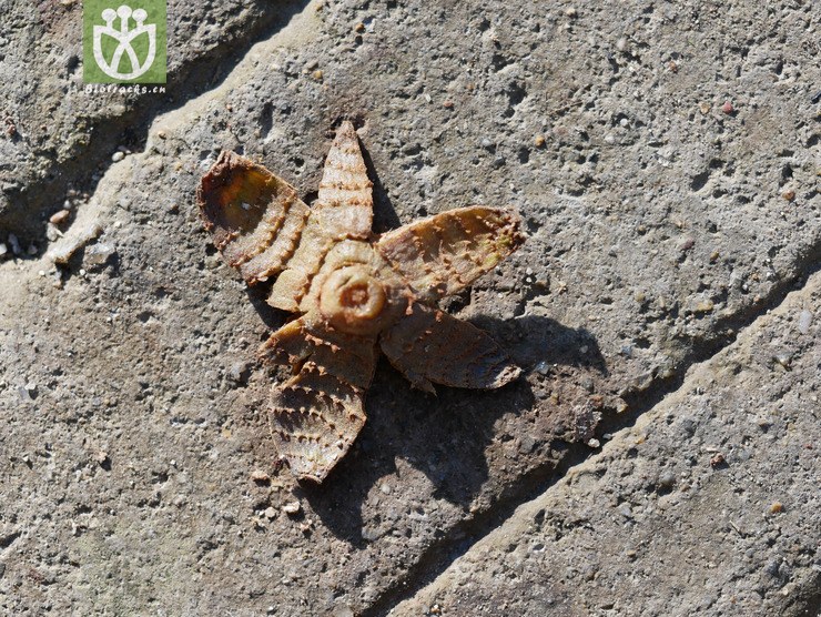 黧蒴锥(castanopsis fissa) (1).jpg 相邻时间拍摄的照片      张