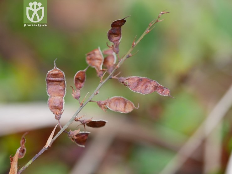 蔓莖葫蘆茶 tadehagi pseudotriquetrum (dc.) h. ohashi (2).jpg