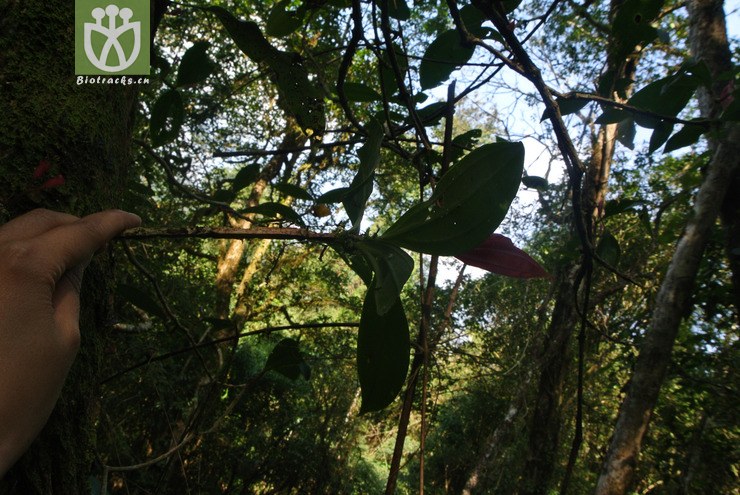 melastomataceae-medinilla petelotii沙巴酸腳杆-雲南文山麻栗坡天保