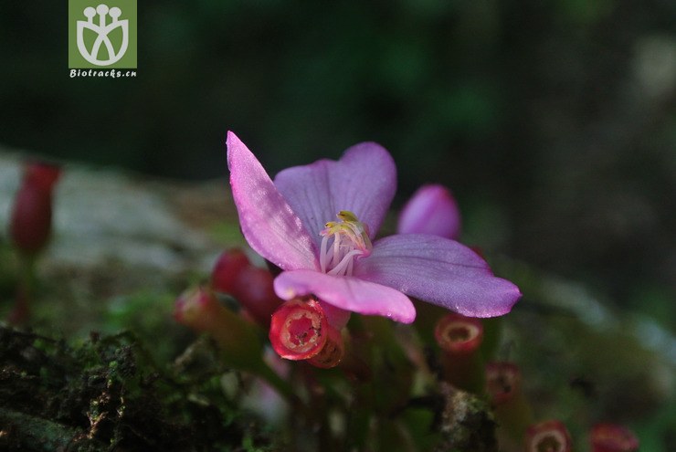 100% melastomataceae-medinilla petelotii沙巴酸腳杆-雲南文山