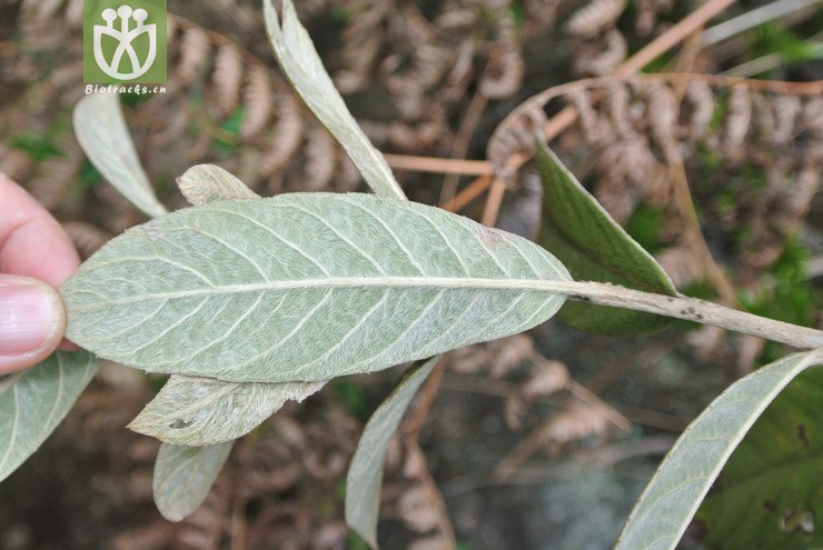asteraceae-duhaldea cappa羊耳菊-云南文山麻栗坡勐侗乡8号阵地 (5).