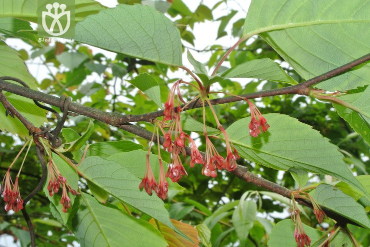 eupteleaceae-euptelea pleiosperma领春木-云南永善乌蒙山三江口 (1)