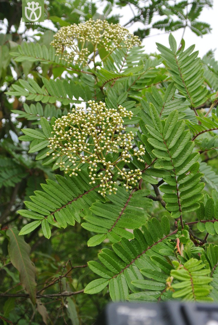 图片信息-kingdonia-植物云数据