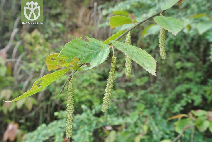 betulaceae-betula luminifera光皮桦-云南大关乌蒙山三江口 (2).