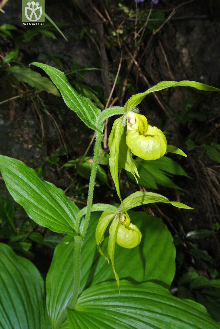 45% orchidaceae-cypripedium henryi绿花杓兰-云南永善乌蒙山三江口