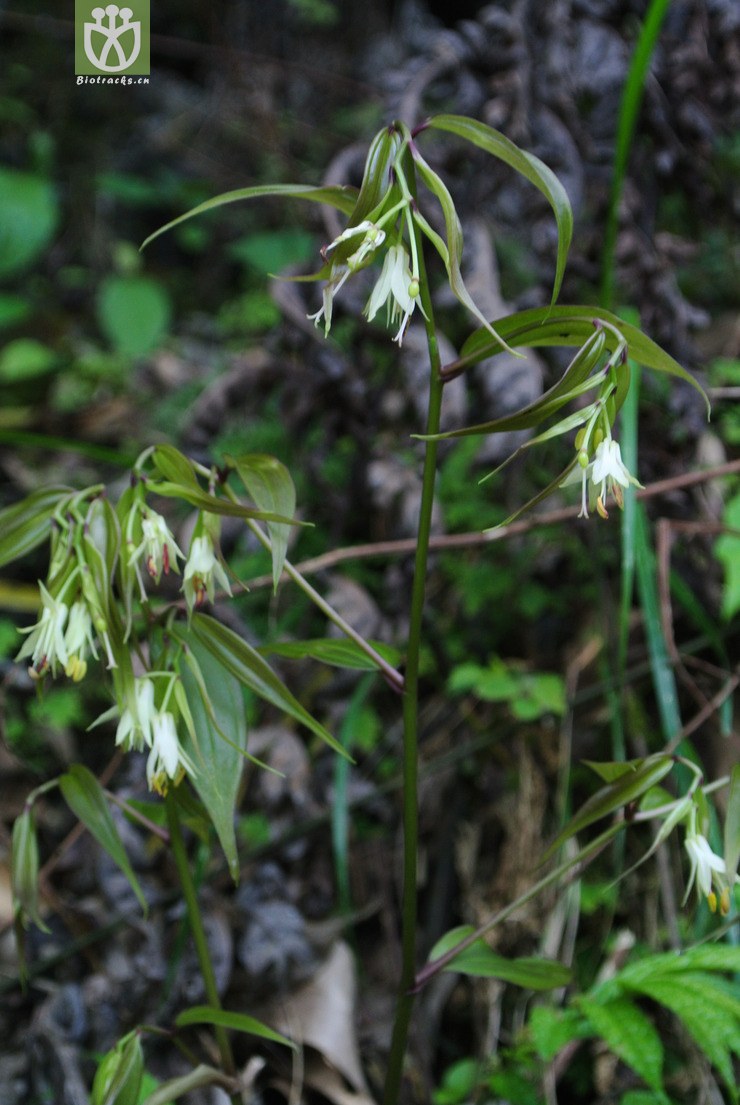 liliaceae-disporum longistylum长蕊万寿竹-云南永善乌蒙山三江口 (5