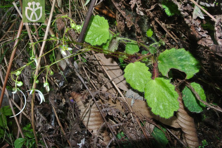 100% saxifragaceae-saxifraga rufescens红毛虎耳草-云南永善乌蒙山