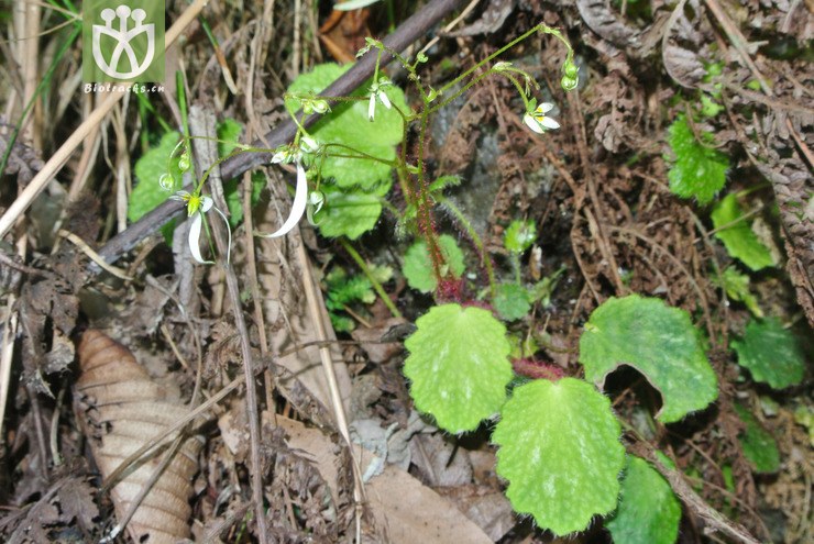 saxifragaceae-saxifraga rufescens红毛虎耳草-云南永善乌蒙山三江口