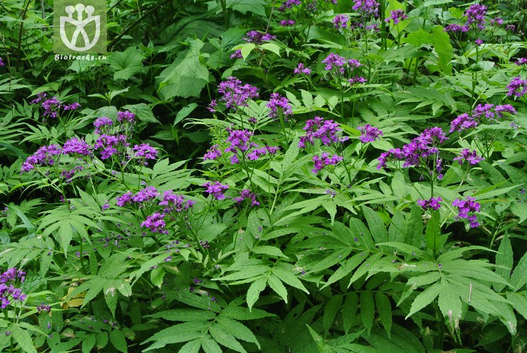 图片信息-kingdonia-植物云数据