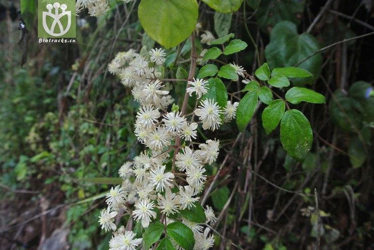 ranunculaceae-clematis subumbellata细木通-云南芒市中山黑河老坡
