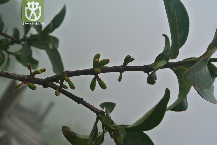 loranthaceae-taxillus delavayi柳树寄生(柳叶钝果寄生)-云南芒市