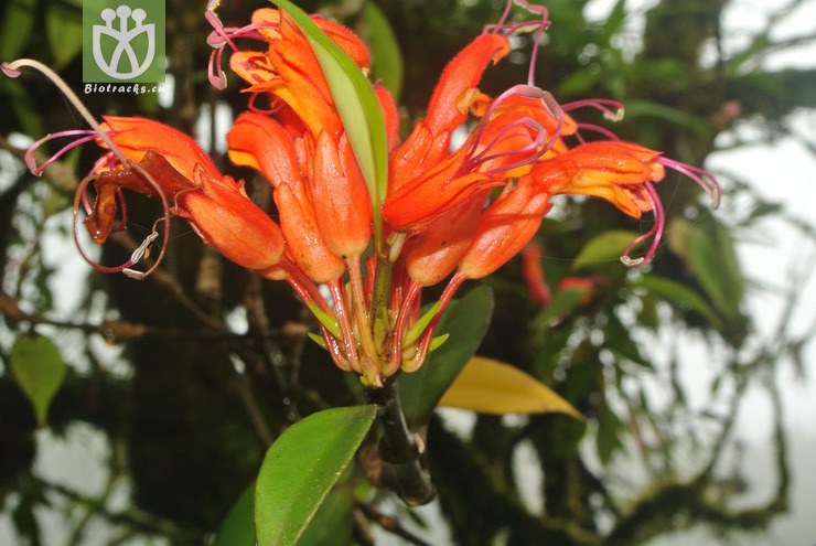 gesneriaceae-aeschynanthus hookeri束花芒毛苣苔-云南芒市中山黑河