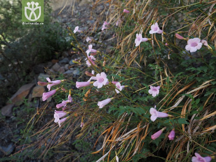 bignoniaceae-incarvillea arguta两头毛-云南德钦县 (4).