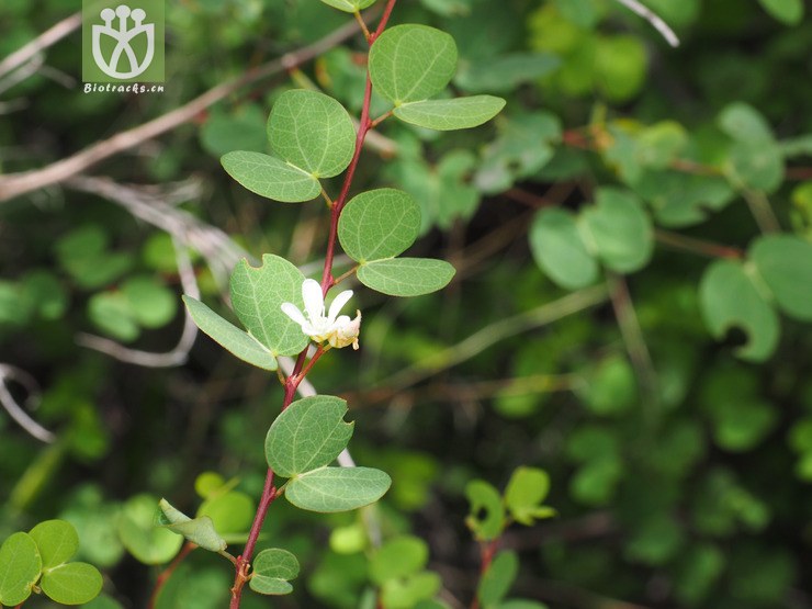 fabaceae-bauhinia brachycarpa鞍叶羊蹄甲-云南德钦至芒康 (3).