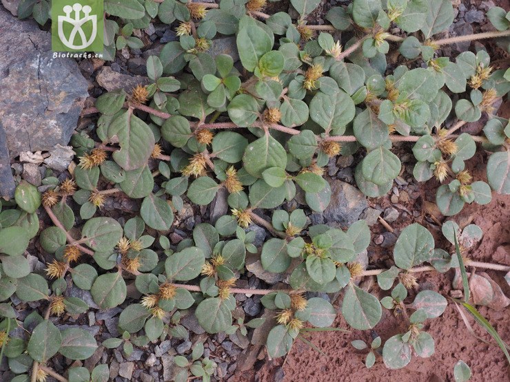 amaranthaceae-alternanthera pungens刺花莲子草-西藏芒康县 (1).