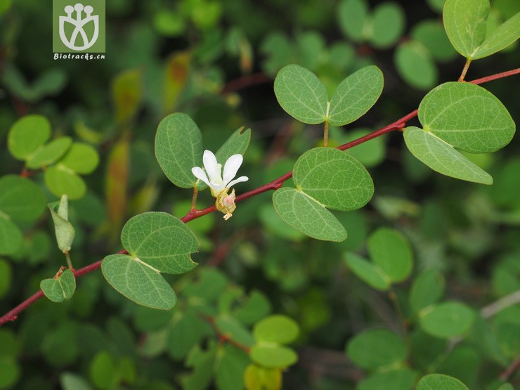 fabaceae-bauhinia brachycarpa鞍叶羊蹄甲-云南德钦至芒康 (4).