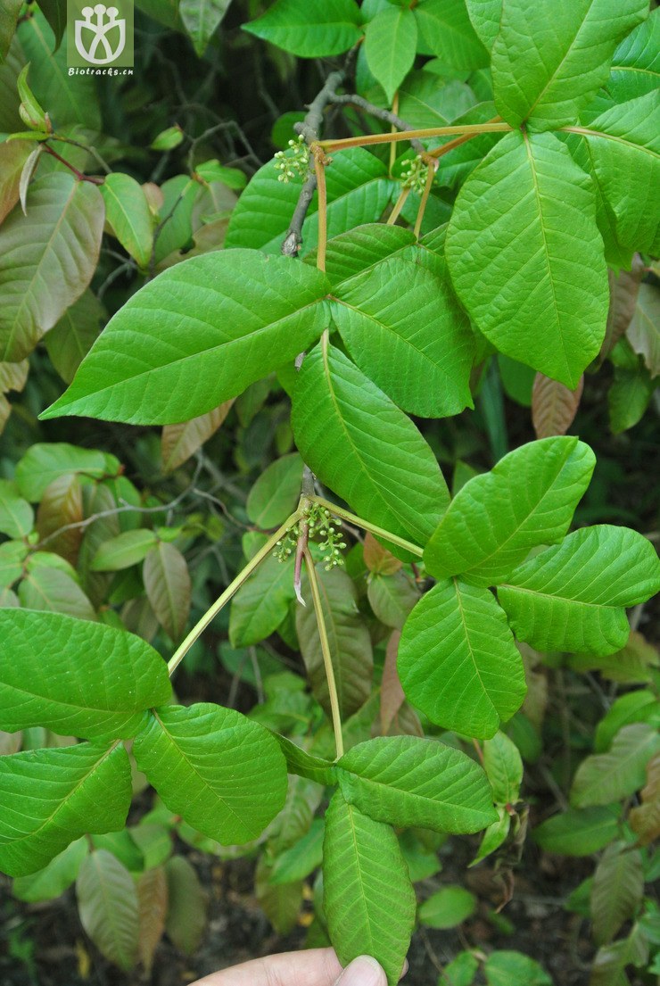 图片信息-kingdonia-植物云数据