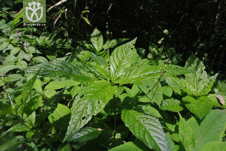 图片信息-kingdonia-植物云数据