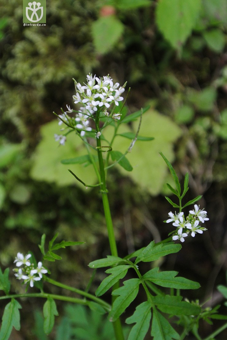 cruciferae-cardamine impatiens弹裂碎米荠-云南永善乌蒙山三江口 (4