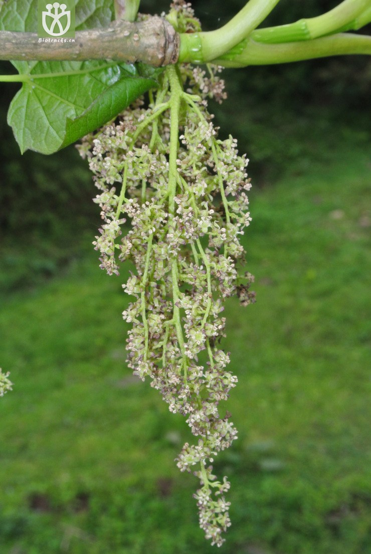 intermedia有齿鞘柄木-云南大 相邻时间拍摄的照片    31张