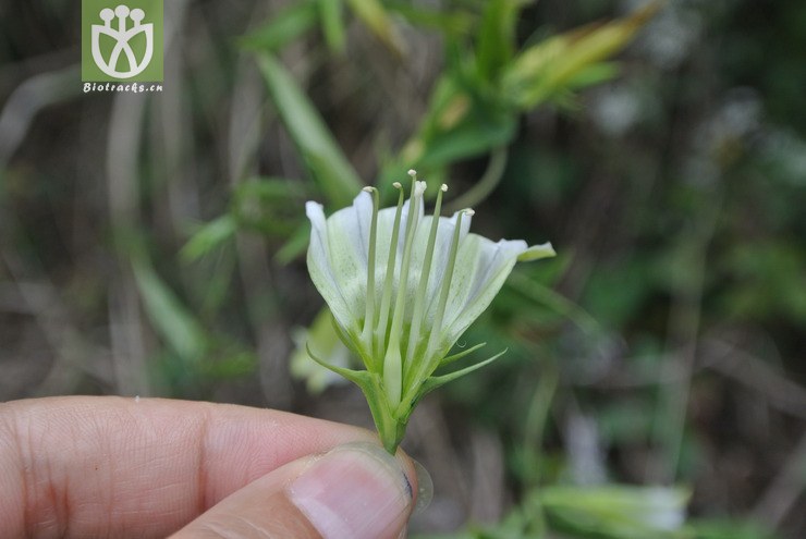 gentianaceae-tripterospermum cordatum峨眉双蝴蝶-贵州雷山雷公山
