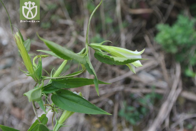 gentianaceae-tripterospermum cordatum峨眉双蝴蝶-贵州雷山雷公山