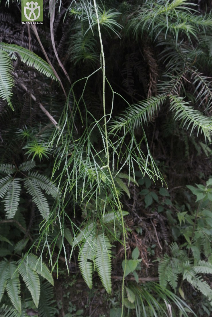 lycopodiaceae-lycopodiastrum casuarinoides藤石松-贵州雷山雷公山