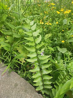 jpeg鉴定拍摄时间2021-04-11 11:51乌蔹莓 cayratia japonica鉴定拍摄