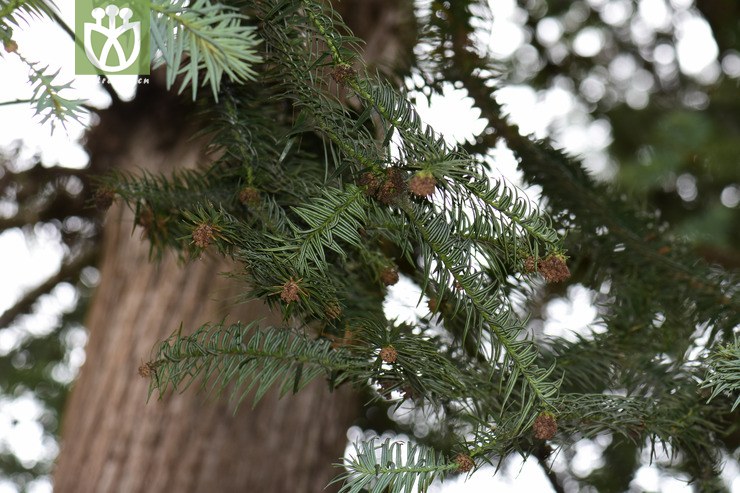 100% 软叶杉木 (2).jpg 相邻时间拍摄的照片 共 23张