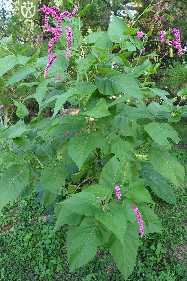 红蓼 polygonum orientale (6).jpg 相邻时间拍摄的照片      张