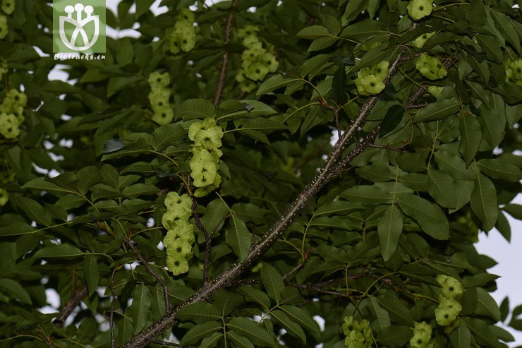 昆明柏 (114).jpg 相邻时间拍摄的照片      张