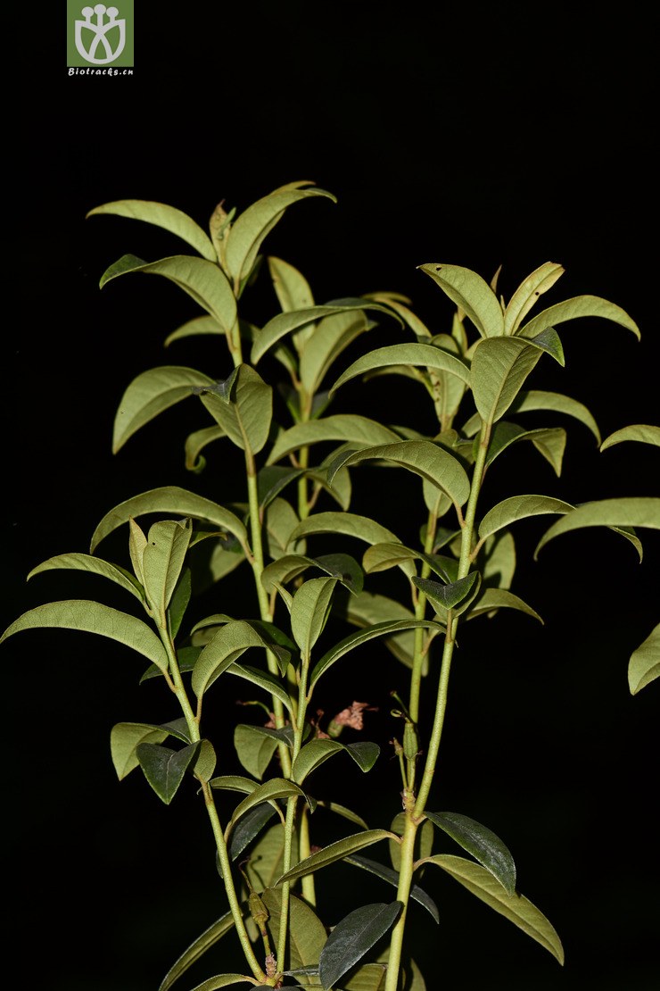 锈叶杜鹃 (3).jpg 相邻时间拍摄的照片      张