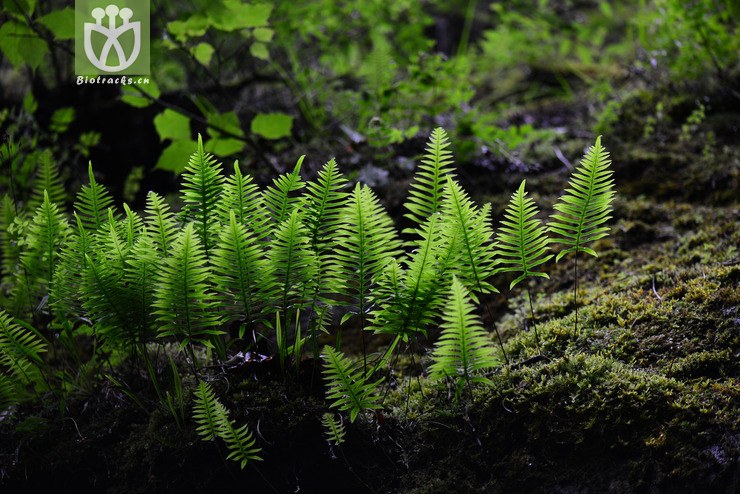 秦岭槲蕨(drynaria sinica) dsc_2369.
