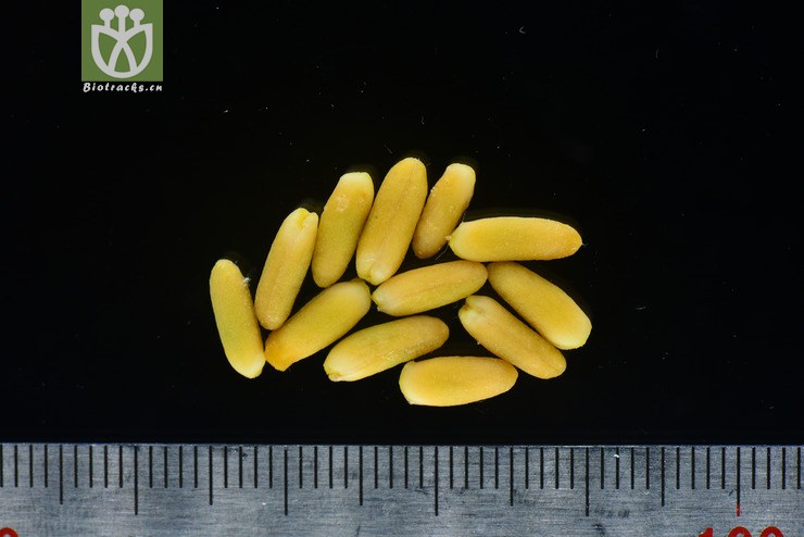 多脉猫乳(rhamnella martinii)-曲靖 dsc_5564.jpg