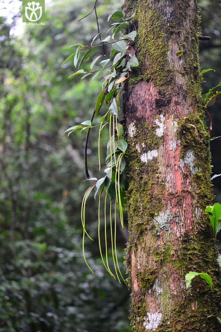 芒毛苣苔属(aeschynanthus)2 (0).jpg 相邻时间拍摄的照片    31张