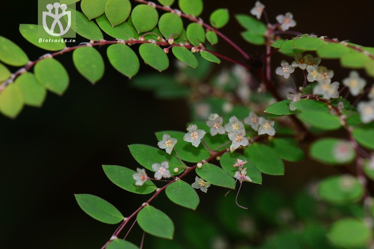 云泰叶下珠(phyllanthus sootepensis) (13)