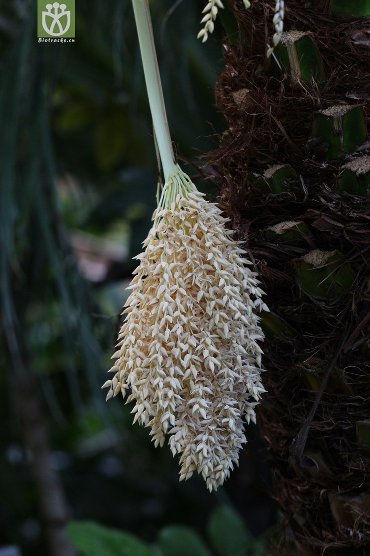 45% 江边刺葵(phoenix roebelenii) (0).