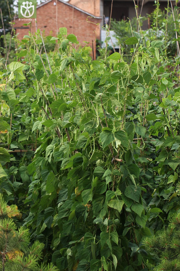 菜豆(phaseolus vulgaris) (0).jpg 相邻时间拍摄的照片      张